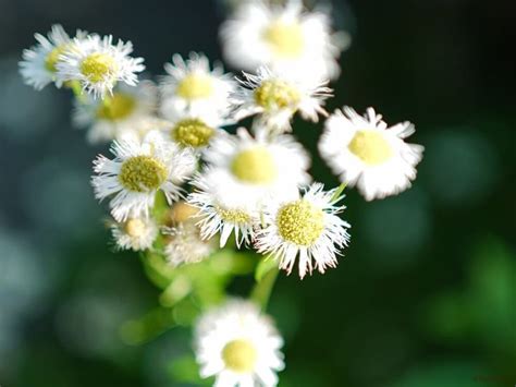 雛菊花|デイジー(ヒナギク)の花言葉｜種類や意味、花が咲く 